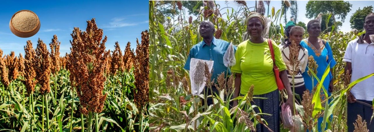 MP's Baiga Tribe: Protectors of Millet Crops