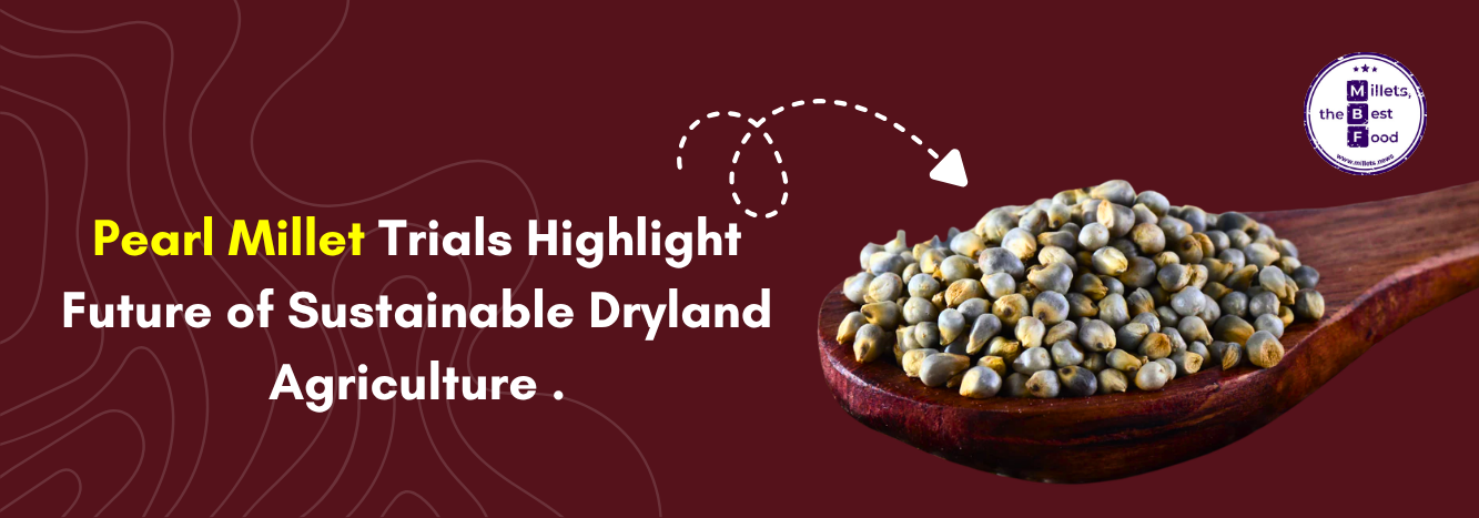 Pearl Millet Trials Highlight Future of Sustainable Dryland Agriculture 
