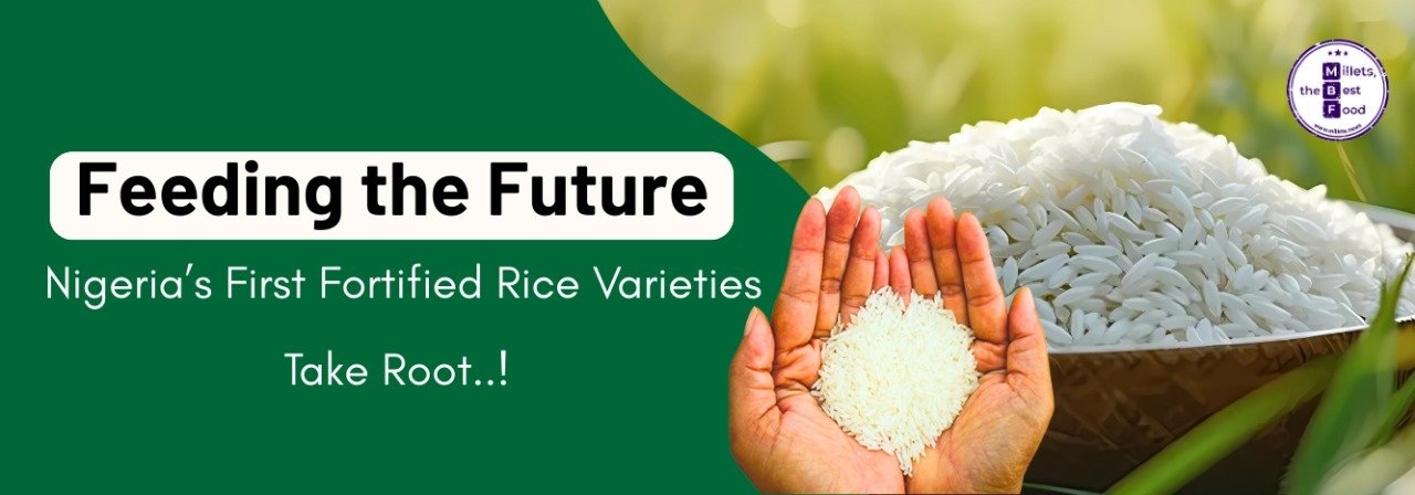 Feeding the Future: Nigeria’s First Fortified Rice Varieties Take Root