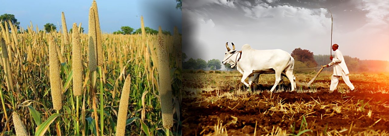 Enhancing Food Resilience in Migori through High-Yielding Millet and Sorghum