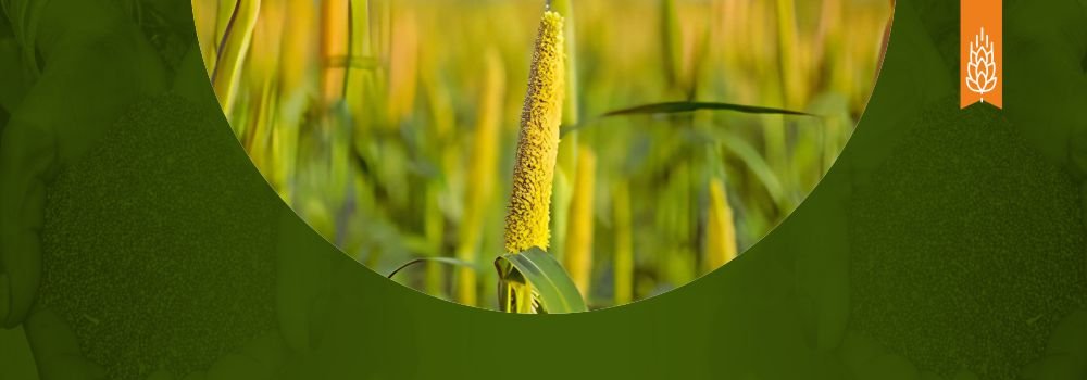 Pearl Millet’s Journey: From Local Crop to Global Importance Through 15,000 Breeding Lines