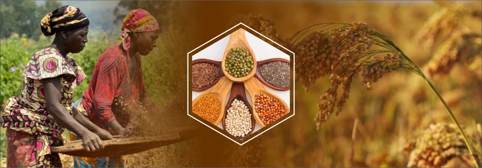 Revolutionizing Agriculture in Sub-Saharan Africa: A Bright Future for Millet Cultivation