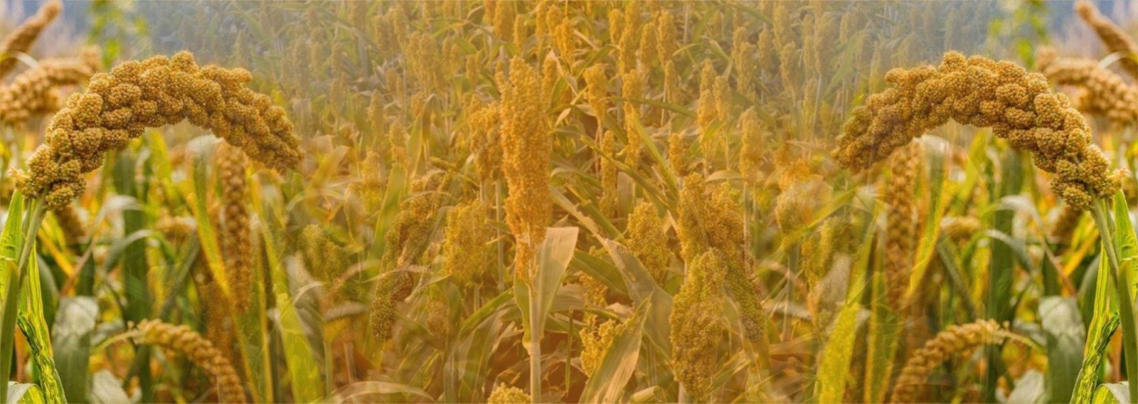 Tripura Farmers Embrace Millets with State-Sponsored Initiatives