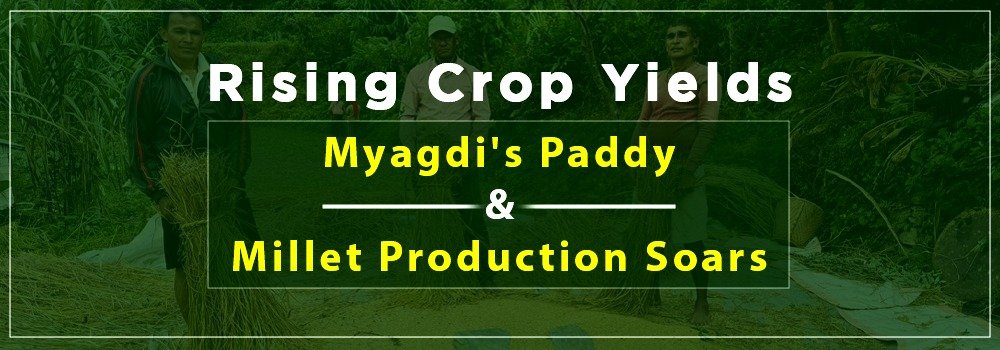 Rising Crop Yields: Myagdi's Paddy and Millet Production Soars