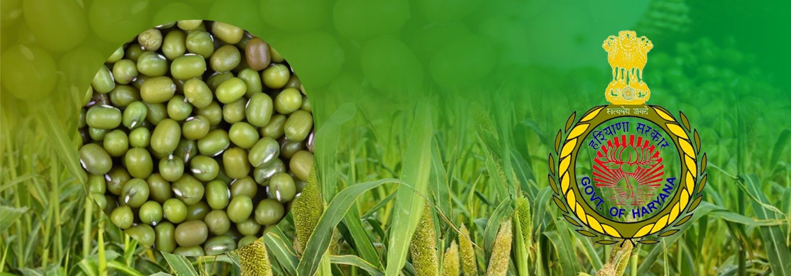 The Haryana Government has launched an Interest Subvention Scheme designed to bolster support for millet processors.