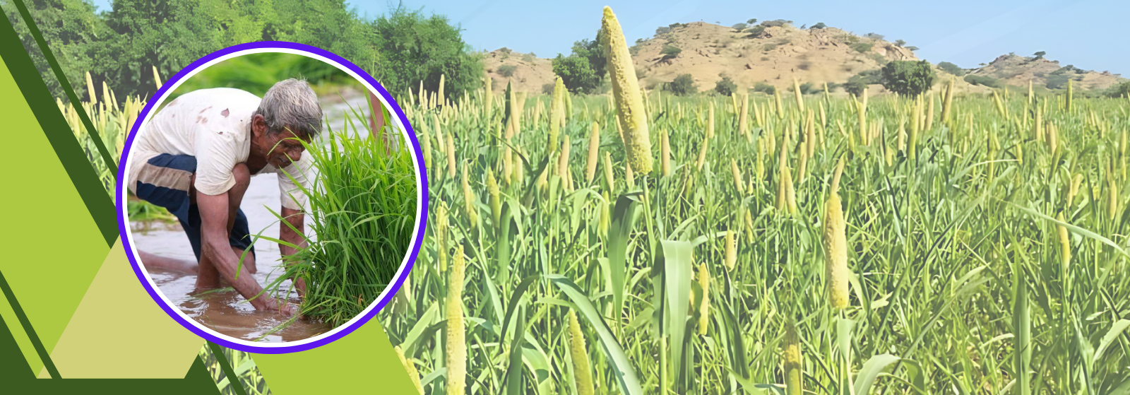 Traditional Agriculture Contemplated by Chamba Farmers
