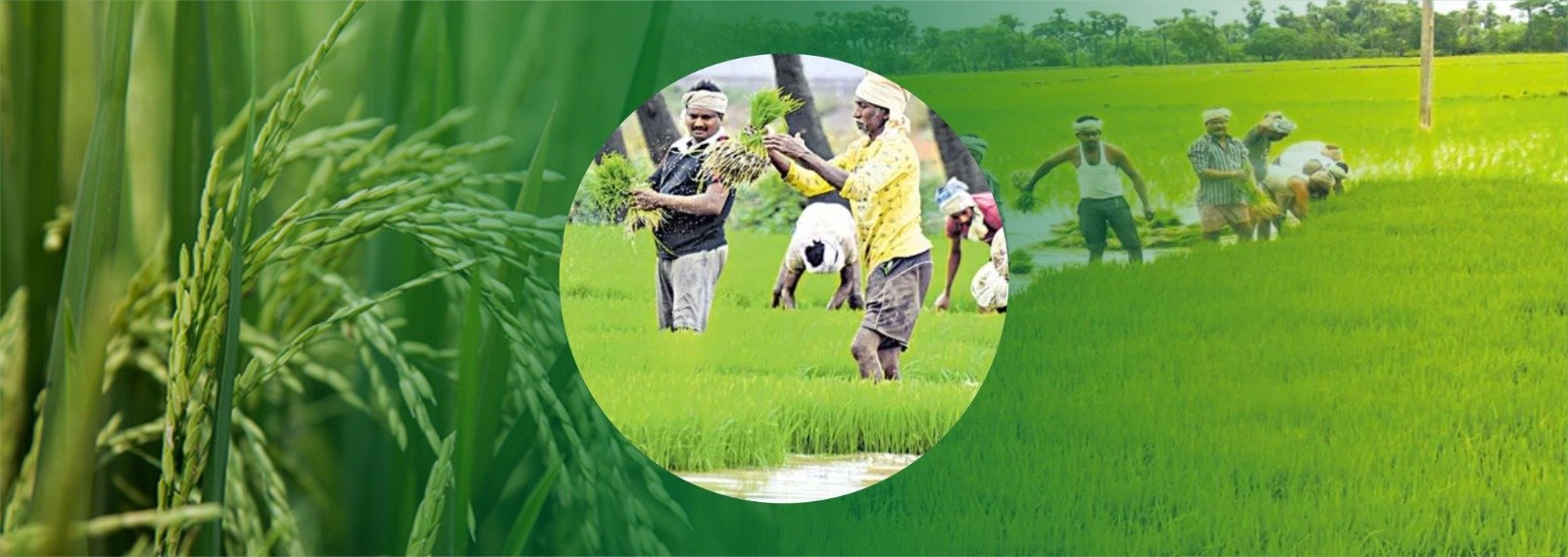 Paddy Sowing in India Surges by 19%, Arhar and Urad Cultivation Also Up