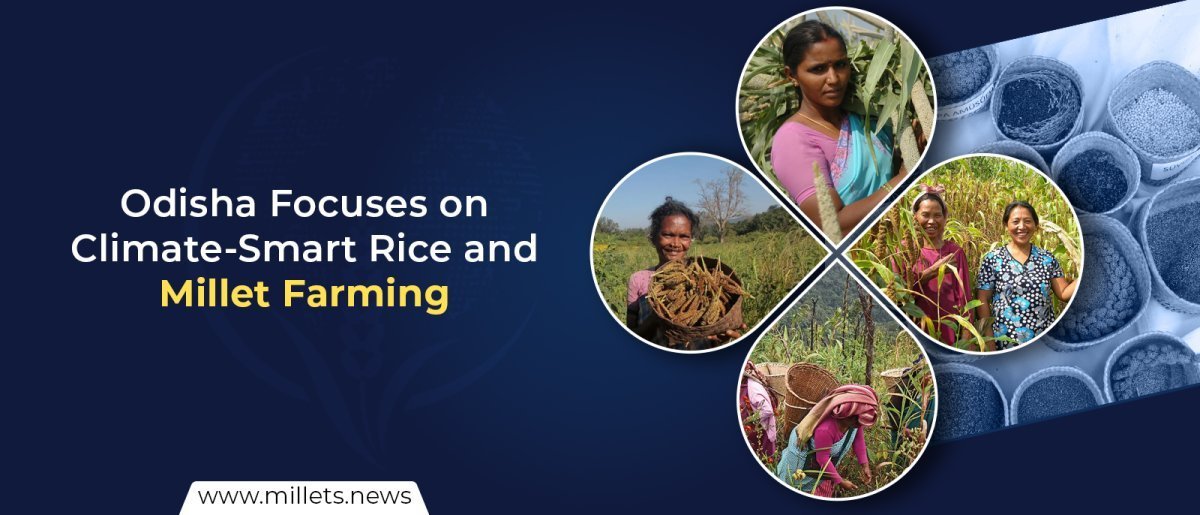 Odisha Focuses on Climate-Smart Rice and Millet Farming