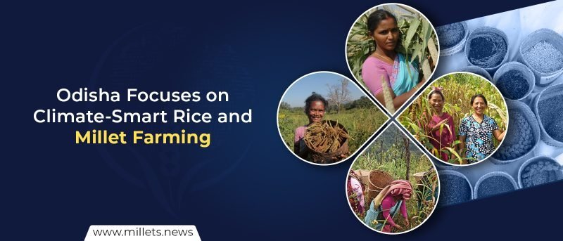 Odisha Focuses on Climate-Smart Rice and Millet Farming