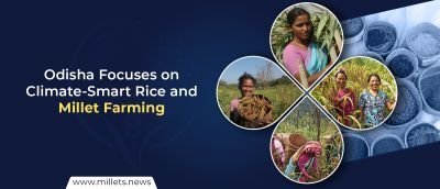 Odisha Focuses on Climate-Smart Rice and Millet Farming