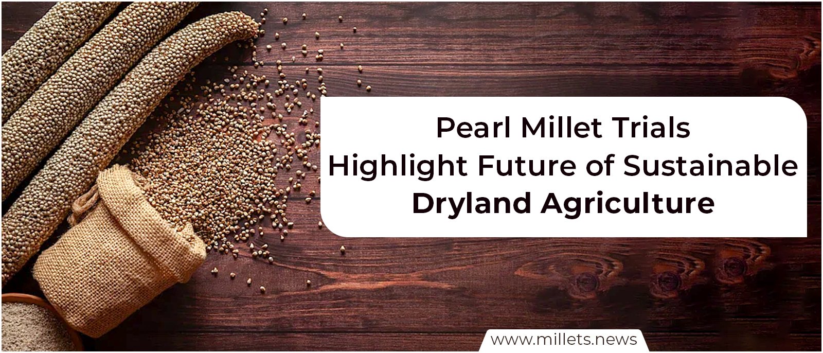 Pearl Millet Trials Highlight Future of Sustainable Dryland Agriculture