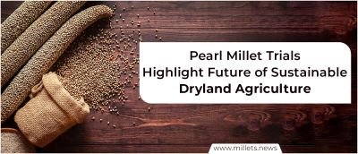 Pearl Millet Trials Highlight Future of Sustainable Dryland Agriculture
