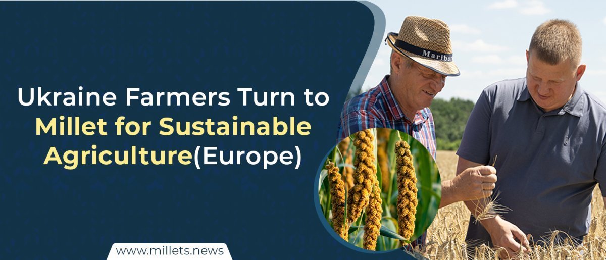 Ukraine Farmers Turn to Millet for Sustainable Agriculture