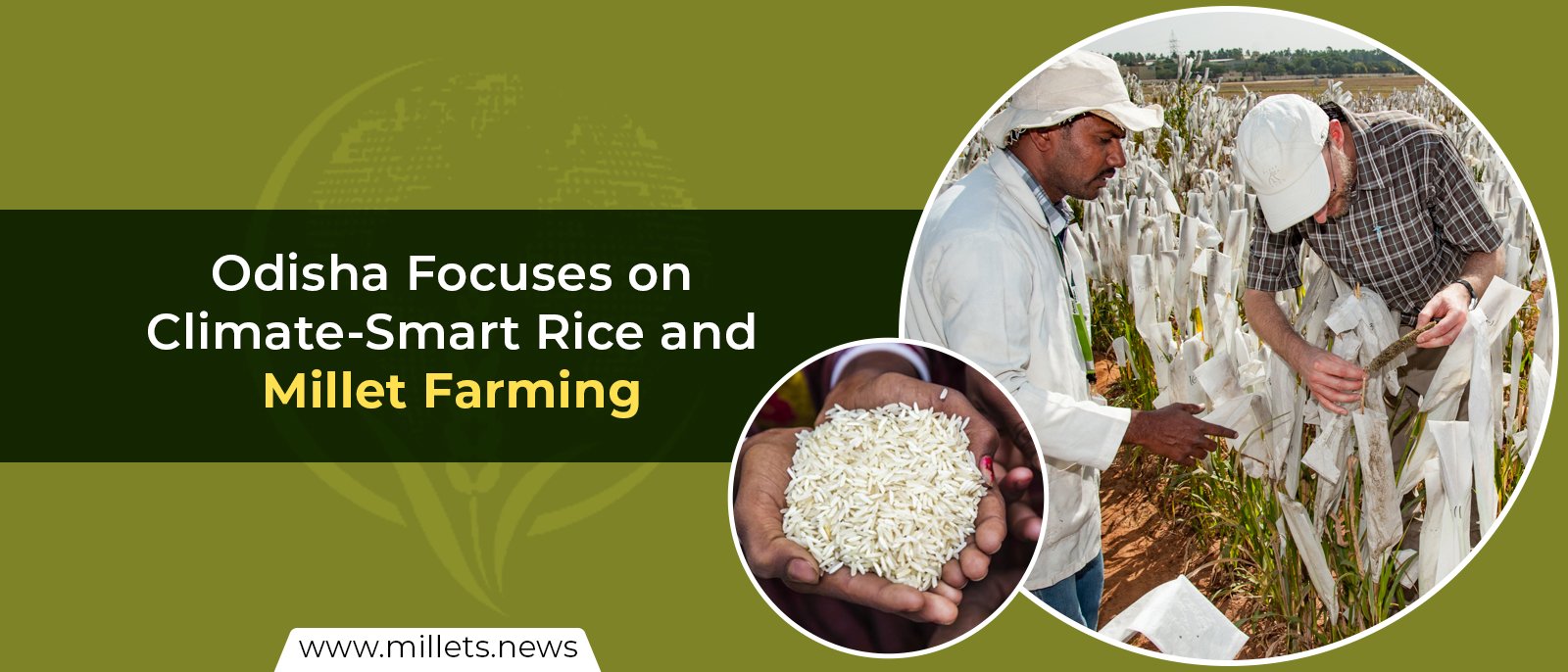 Odisha Focuses on Climate-Smart Rice and Millet Farming