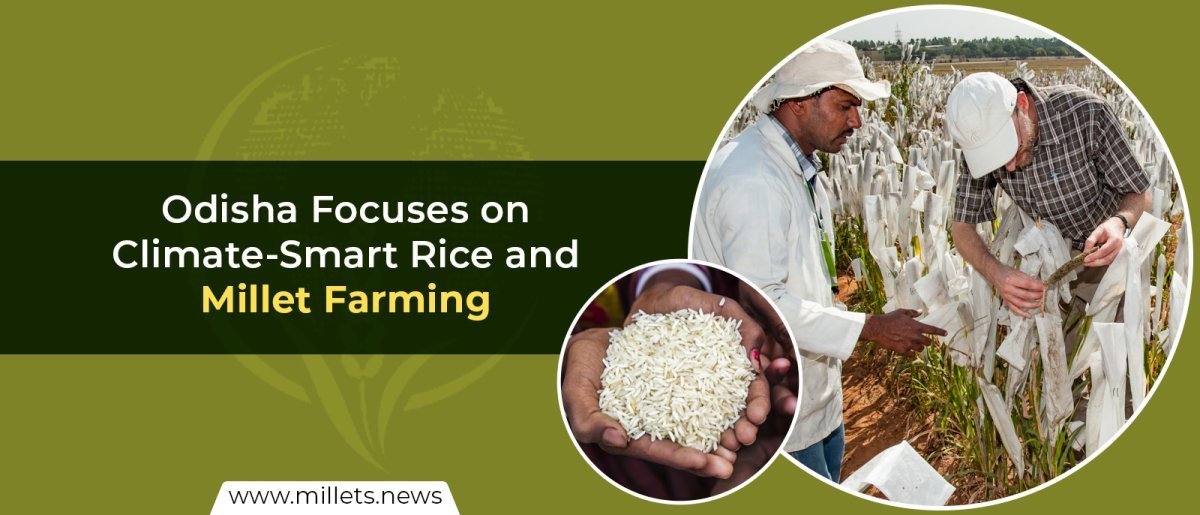 Odisha Focuses on Climate-Smart Rice and Millet Farming