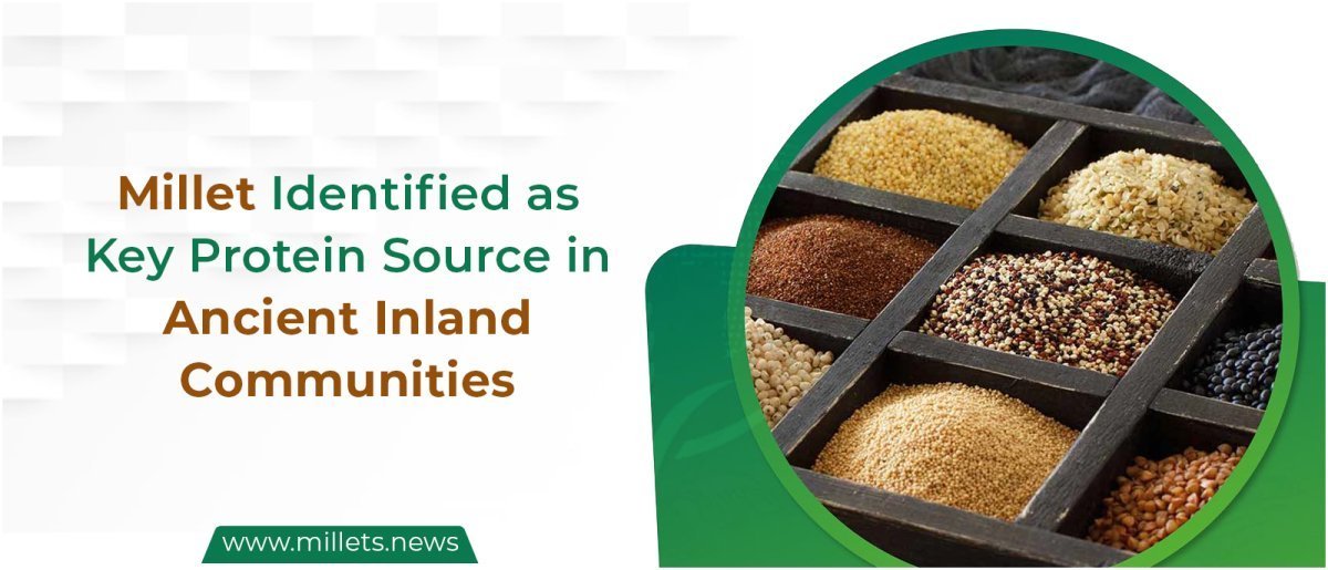Millet Identified as Key Protein Source in Ancient Inland Communities