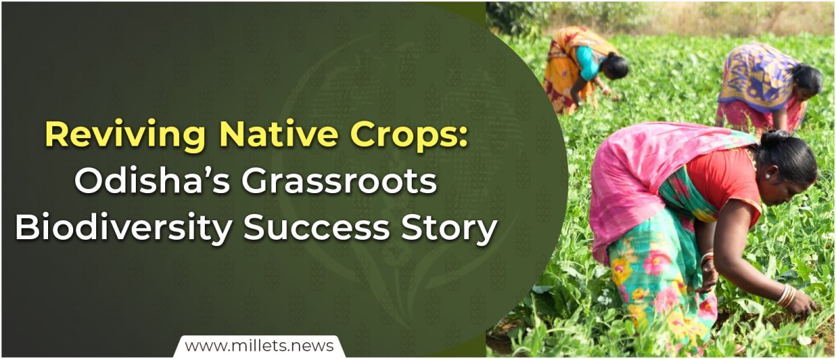 Reviving Native Crops: Odisha’s Grassroots Biodiversity Success Story