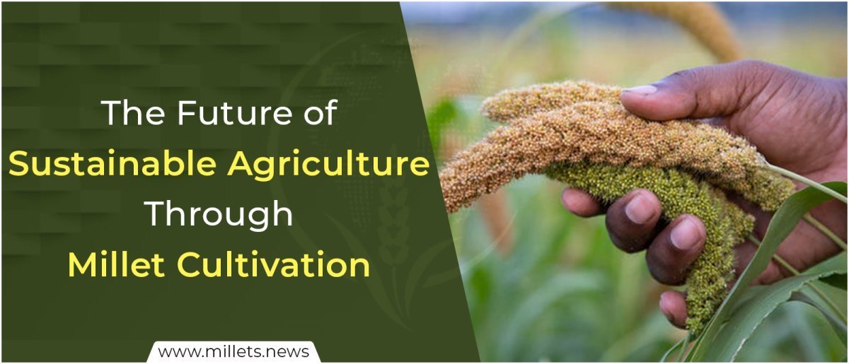 The Future of Sustainable Agriculture Through Millet Cultivation