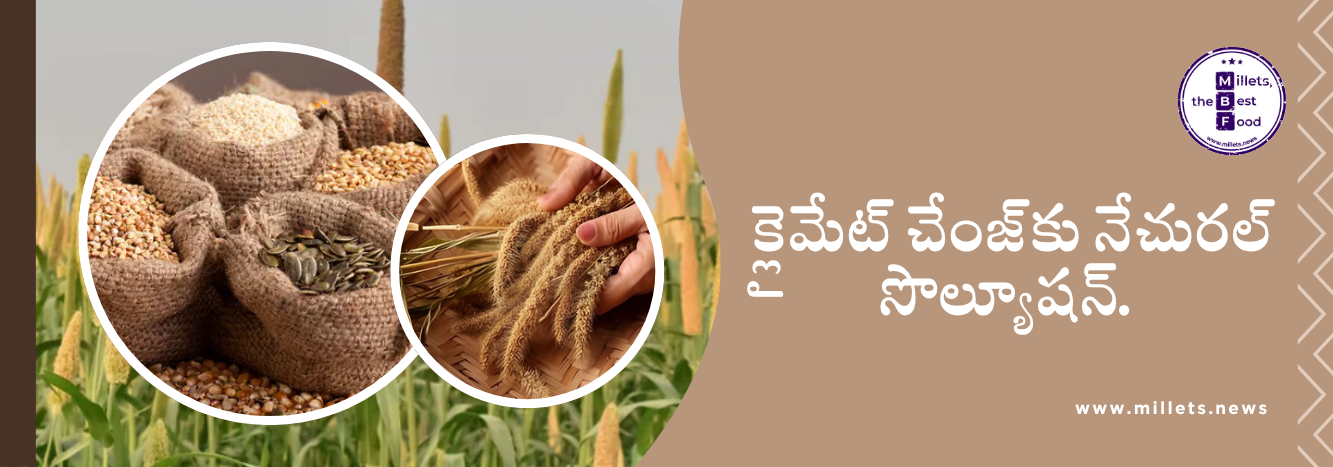 నార్త్ ఈస్ట్ లో మిల్లెట్స్ రివైవల్… క్లైమెట్ & ఫుడ్ సెక్యూరిటీకి సూపర్ సొల్యూషన్