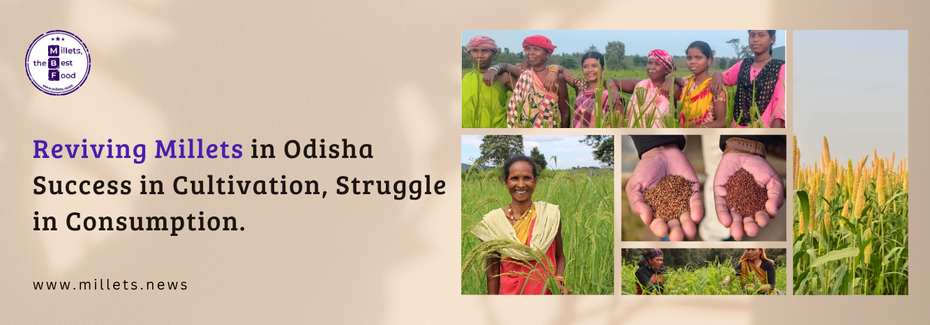 Reviving Millets in Odisha: Success in Cultivation, Struggle in Consumption