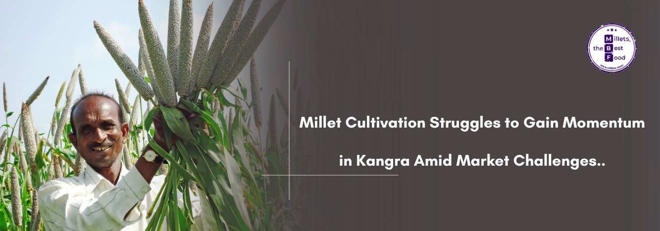 Millet Cultivation Struggles to Gain Momentum in Kangra Amid Market Challenges