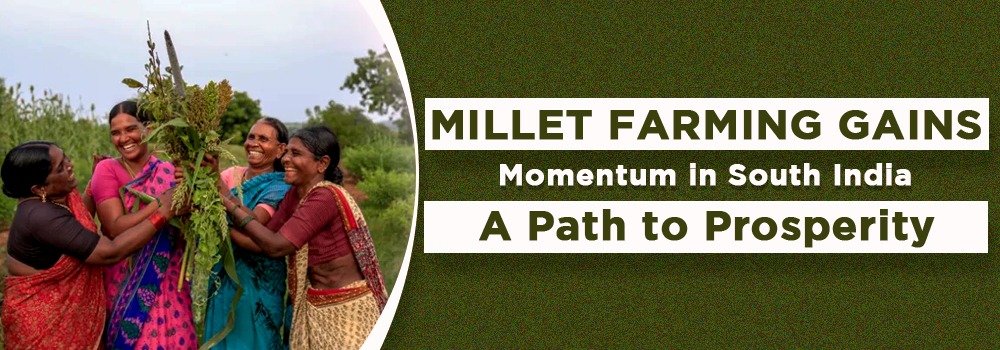 Millet Farming Gains Momentum in South India: A Path to Prosperity