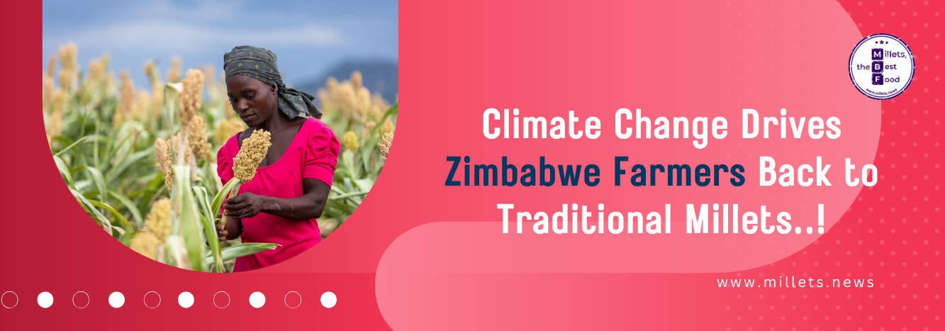 Climate Change Drives Zimbabwe Farmers Back to Traditional Millets