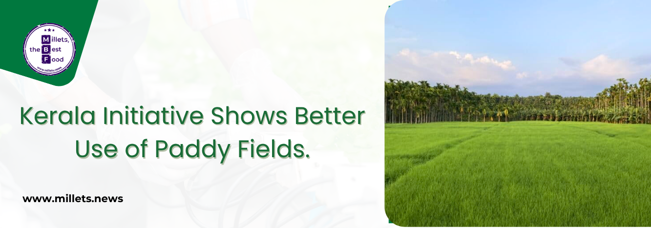 Kerala Initiative Shows Better Use of Paddy Fields