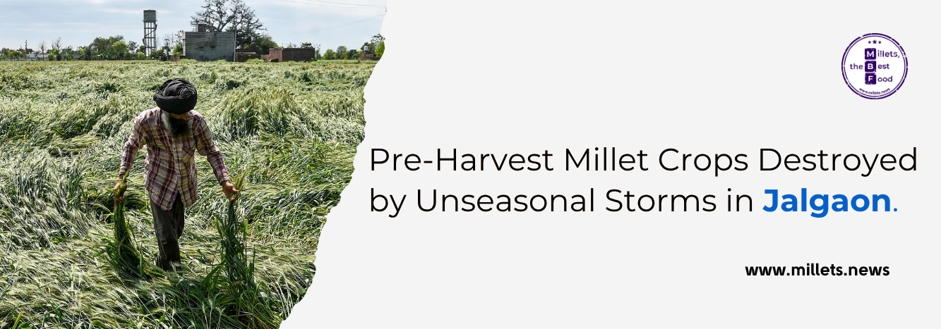 Pre-Harvest Millet Crops Destroyed by Unseasonal Storms in Jalgaon