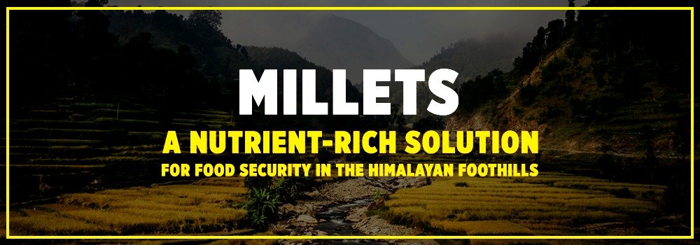 Millets: A Nutrient-Rich Solution for Food Security in the Himalayan Foothills