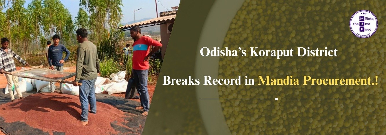 Odisha’s Koraput District Breaks Record in Mandia Procurement
