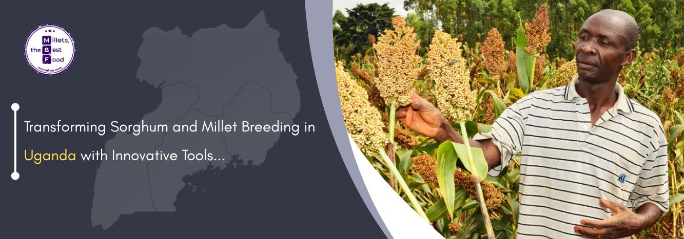 Transforming Sorghum and Millet Breeding in Uganda with Innovative Tools