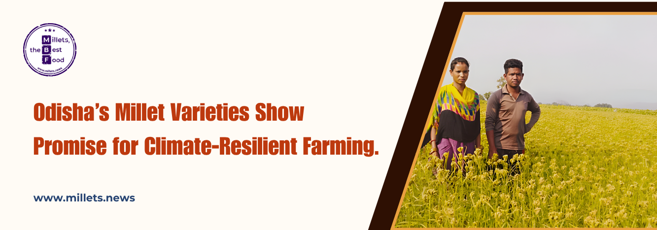 Odisha’s Millet Varieties Show Promise for Climate-Resilient Farming