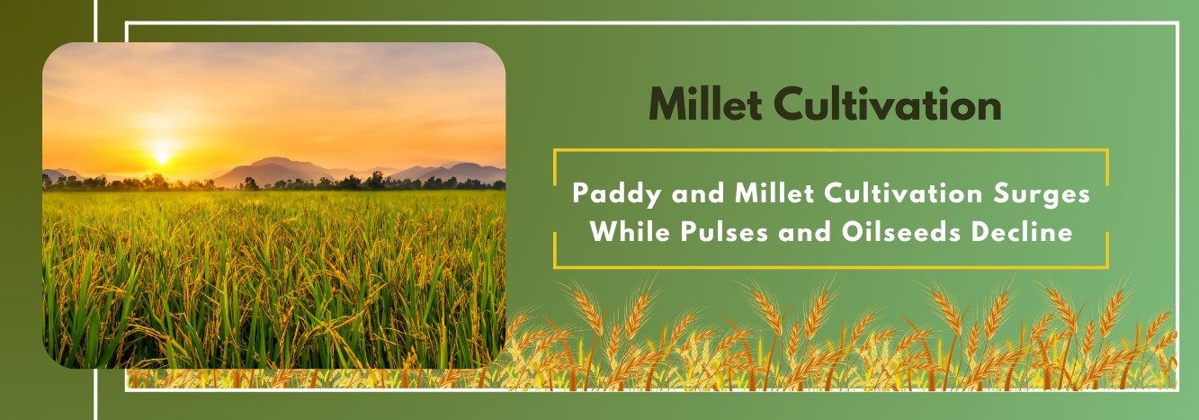 Paddy and Millet Cultivation Surges While Pulses and Oilseeds Decline